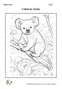koala colouring page