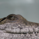 Close up photo of a freshwater croc