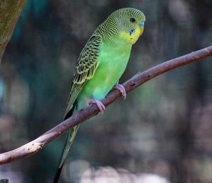 Bush Budgie - Moonlit Sanctuary