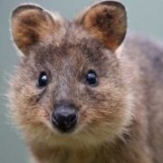 A close up of quokka