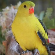 A regent parrot is perched on a branch