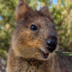 A close up of a Quokka smiling