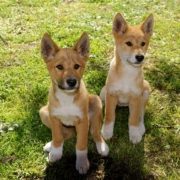 Two alpine dingo puppies sit side by side on green grass