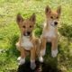 Two alpine dingo puppies sit side by side on green grass