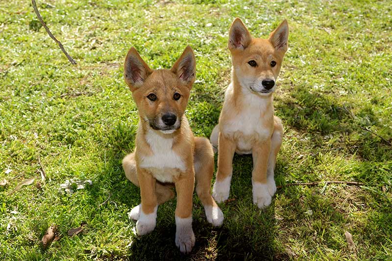 Pet Dingo Puppy