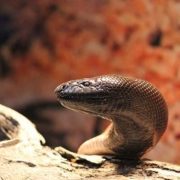 Close up photo of the head of a black-headed python looking over a log.