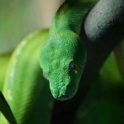 close up of a green tree python