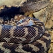 rough-scaled python tightly curled