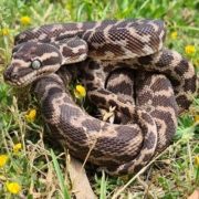 Rough Green Python Rough-scaled Python - Moonlit Sanctuary