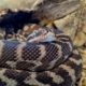 rough-scaled python tightly curled