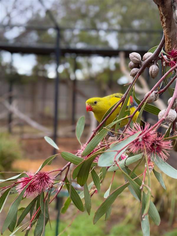 A Regent Parrot perches on a Hakea Plant