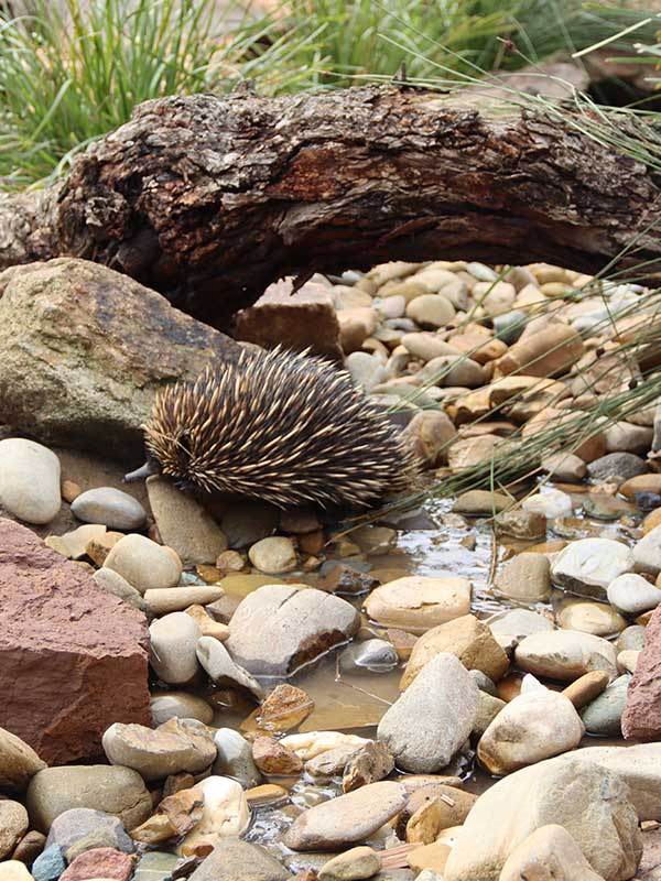 An echidna crosses a small creek