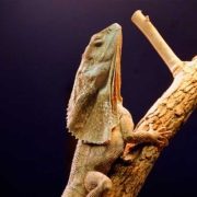 A frill necked lizard climbing a branch on a dark background
