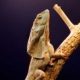 A frill necked lizard climbing a branch on a dark background