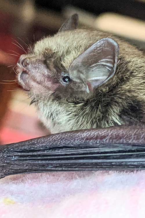 bat