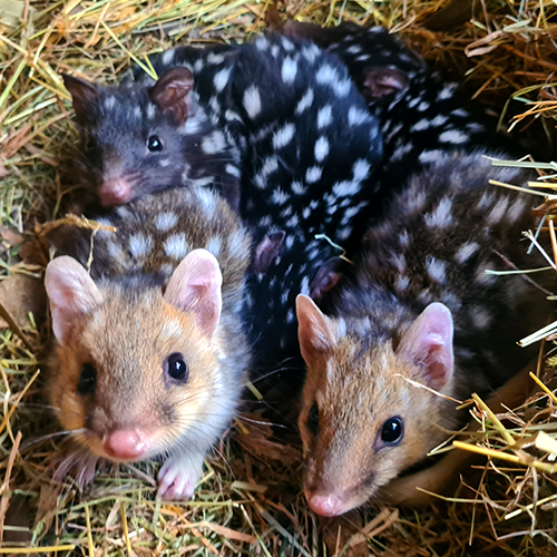 A nest of active joey Eastern quolls looking into the camera