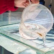 A Dwarf Galaxias fry is poured into tank from a plastic jug