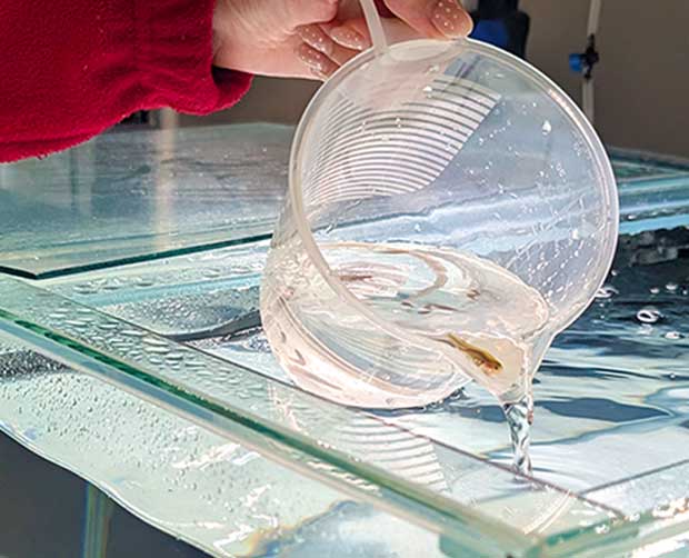 A Dwarf Galaxias fry is poured into tank from a plastic jug