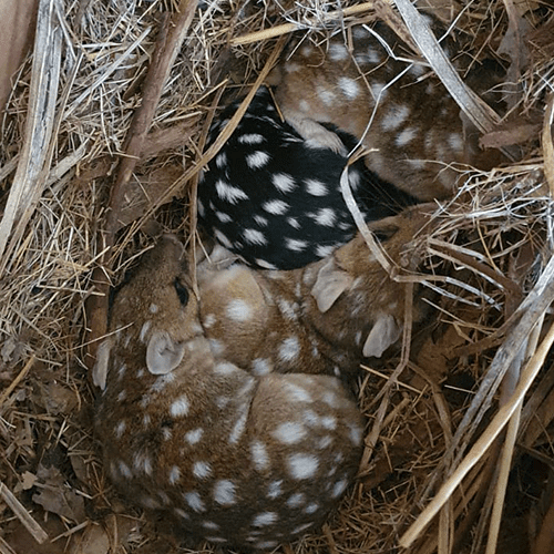 A nest of fawn and black coloured joey eastern quolls curled up together.