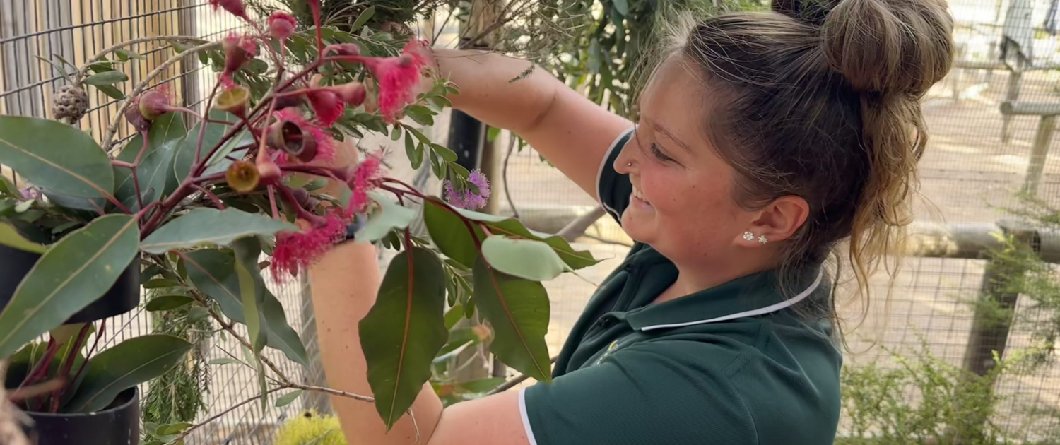 A volunteer wearing a bottle green polo shirt smiling as they attach flowers to the inside of a bird enclosure