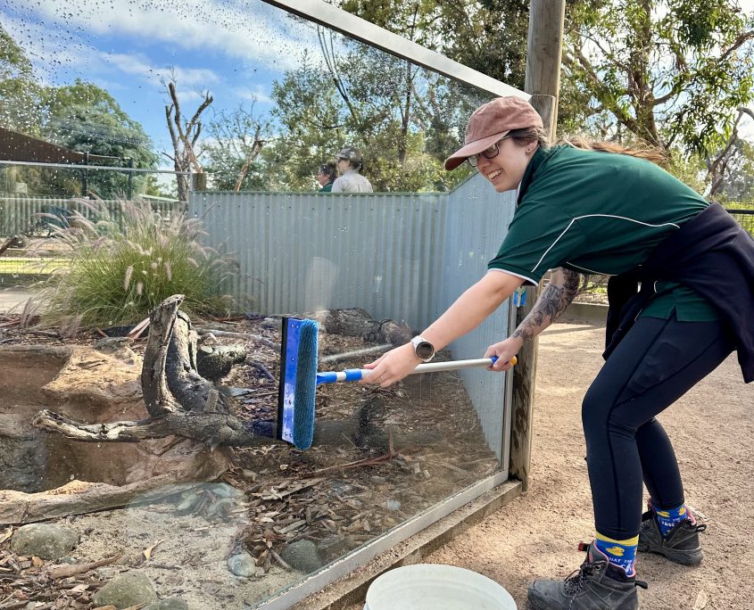 A smiling Moonlit Sanctuary volunteer worker cleans the glass front of an animal exhibit using a squeegie