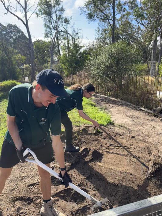 Two volunteers in bottle green polo shirts using a spade and a rake to move soil around in a wombat enclosure.