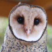 A close up of the face of a masked owl