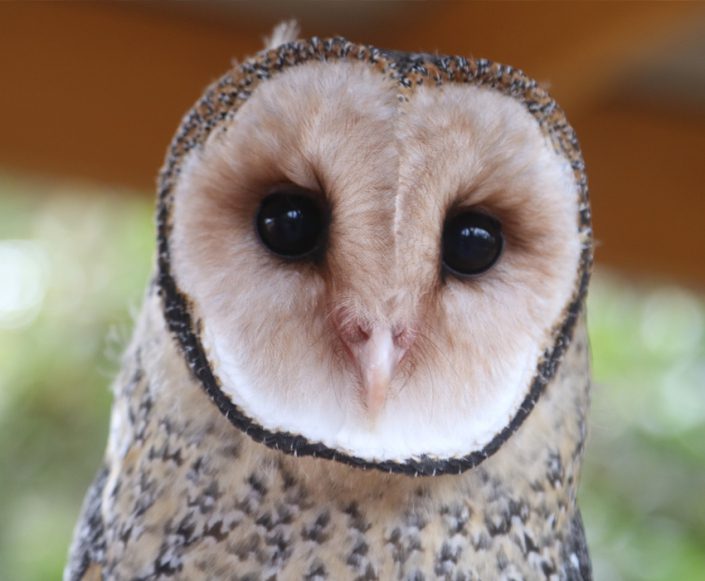 A close up of the face of a masked owl