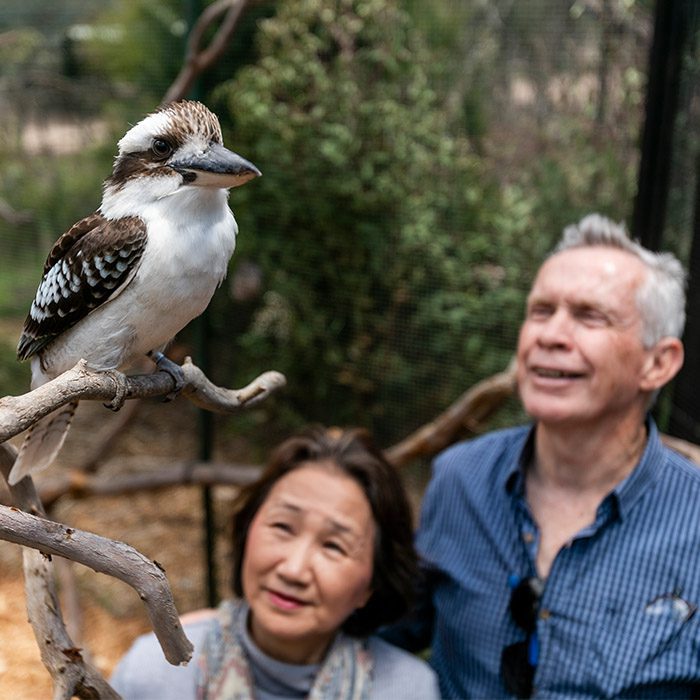 keeper for a morning Two people look upwards at a kookaburra resting on a branch