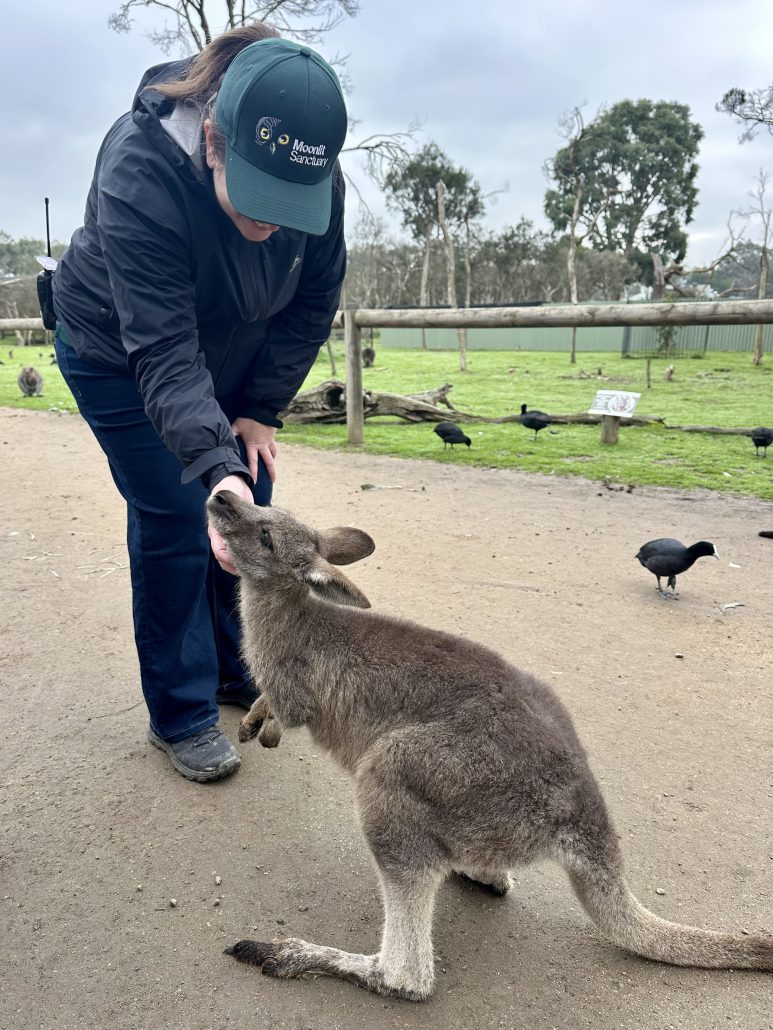 Someone in a green hat that says "Moonlit Sanctuary" and wearing a black jacket and pants is tickling the neck of a young kangaroo, who appears to be enjoying the attention. They are standing on a dirt path with greenery and birds in the background.